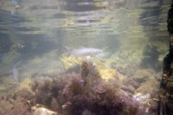Image taken while snorkelling in Bay of Kotor in sout Adr... by Zorica Lakonic 